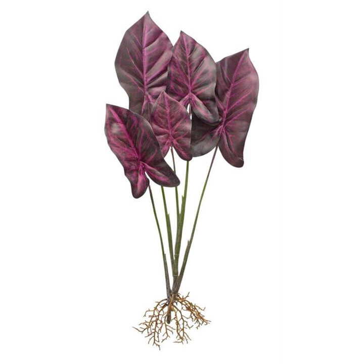 Set of 2 Burgundy Caladium Plants with Root Accents for Vibrant Home Décor and Greenery