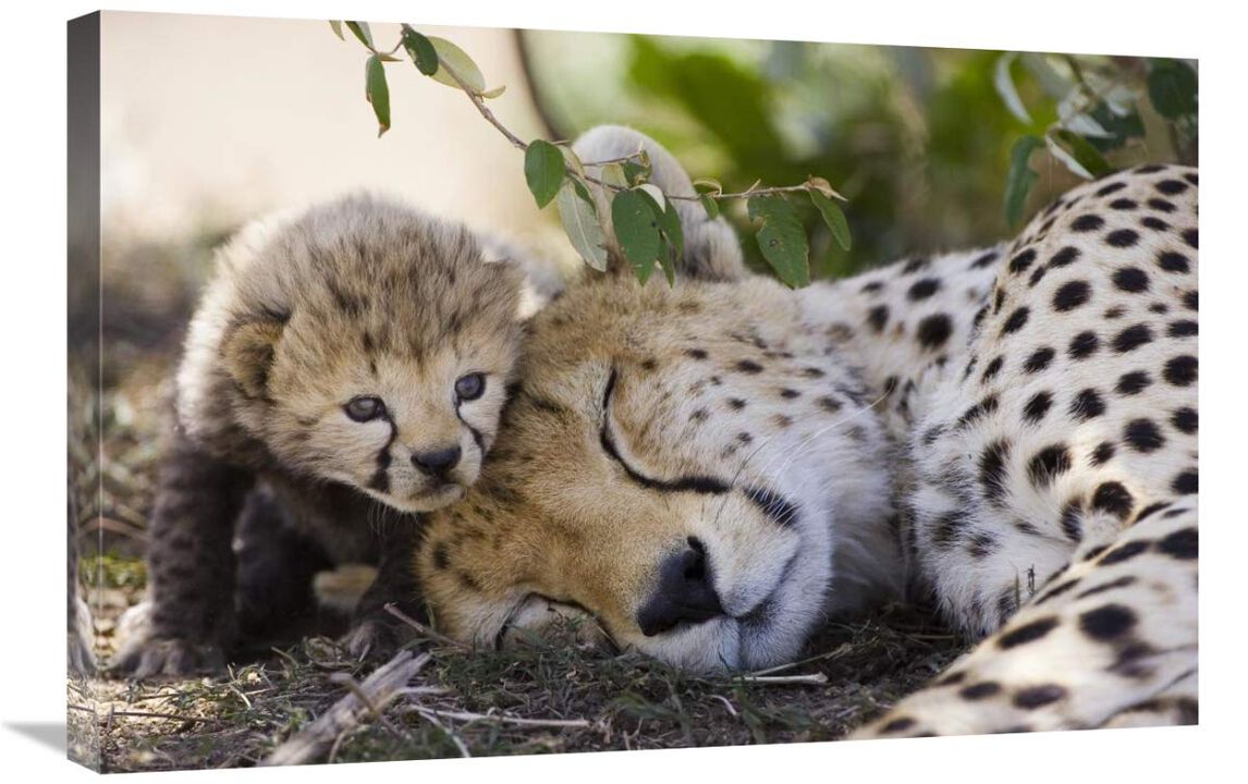 Cheetah mother and seven day old cub, Maasai Mara Reserve, Kenya-Canvas Art-30x20