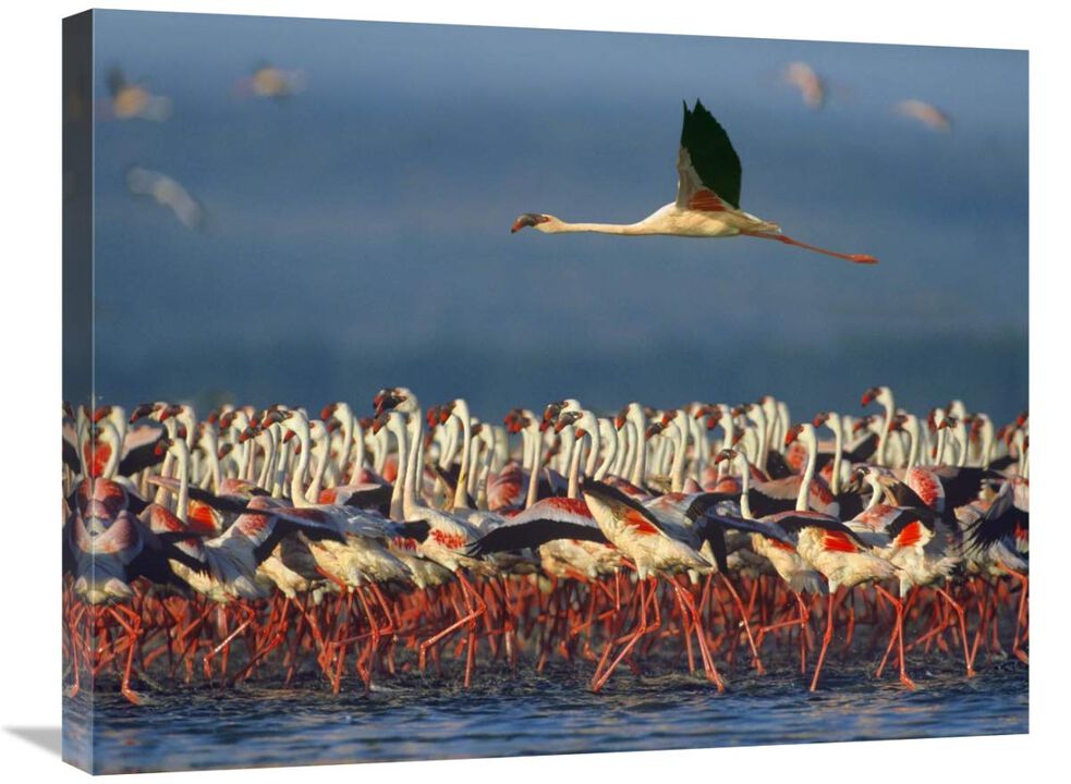 Lesser Flamingo flying over flock, Lake Nakuru, Kenya-Canvas Art-28x22
