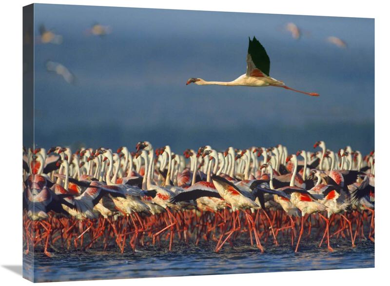Lesser Flamingo flying over flock, Lake Nakuru, Kenya-Canvas Art-28x22
