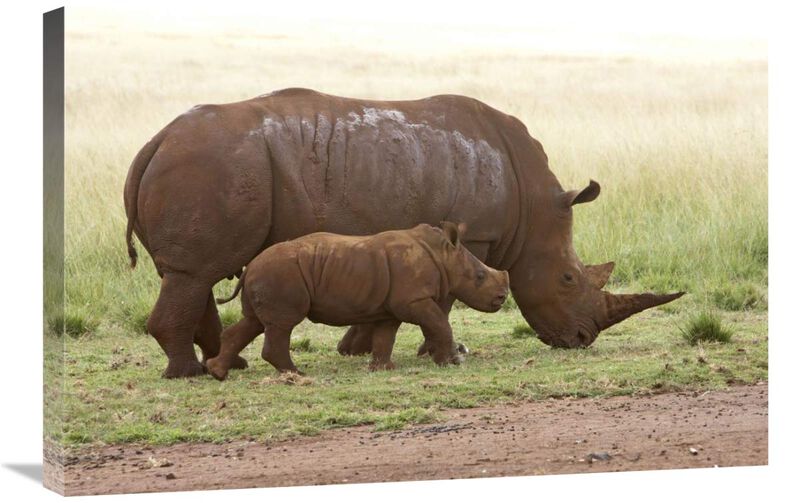 White Rhinoceros mother and calf, Rhino and Lion Nature Reserve, South Africa-Canvas Art-30x20