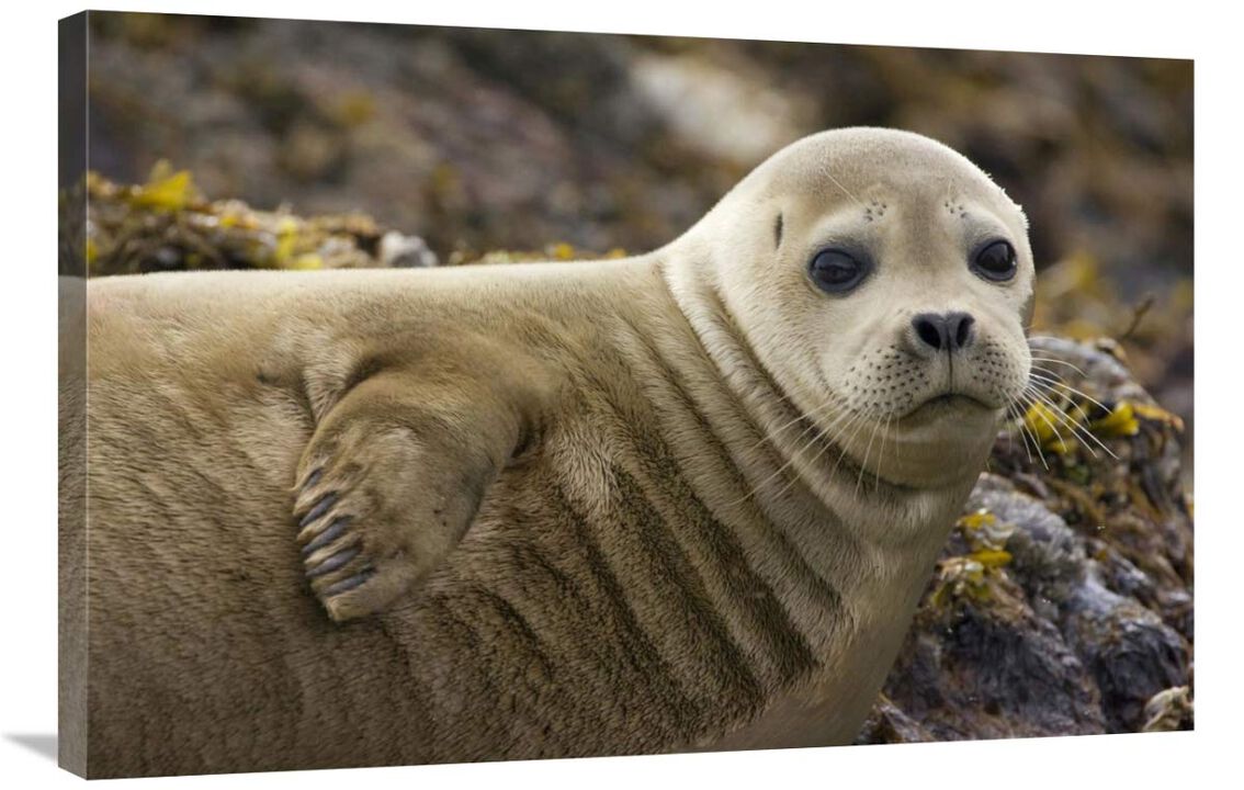 Harbor Seal portrait, Katmai National Park, Alaska-Canvas Art-36x24