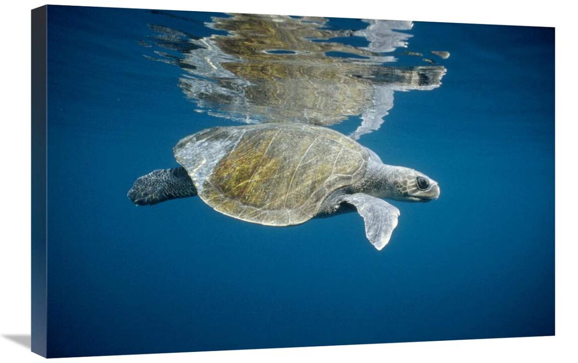 Olive Ridley Sea Turtle swimming in open ocean, Galapagos Islands, Ecuador-Canvas Art-30x20