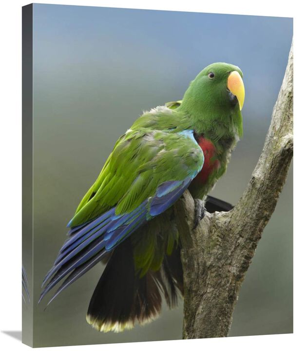 Eclectus Parrot male, Jurong Bird Park, Singapore-Canvas Art-22x28