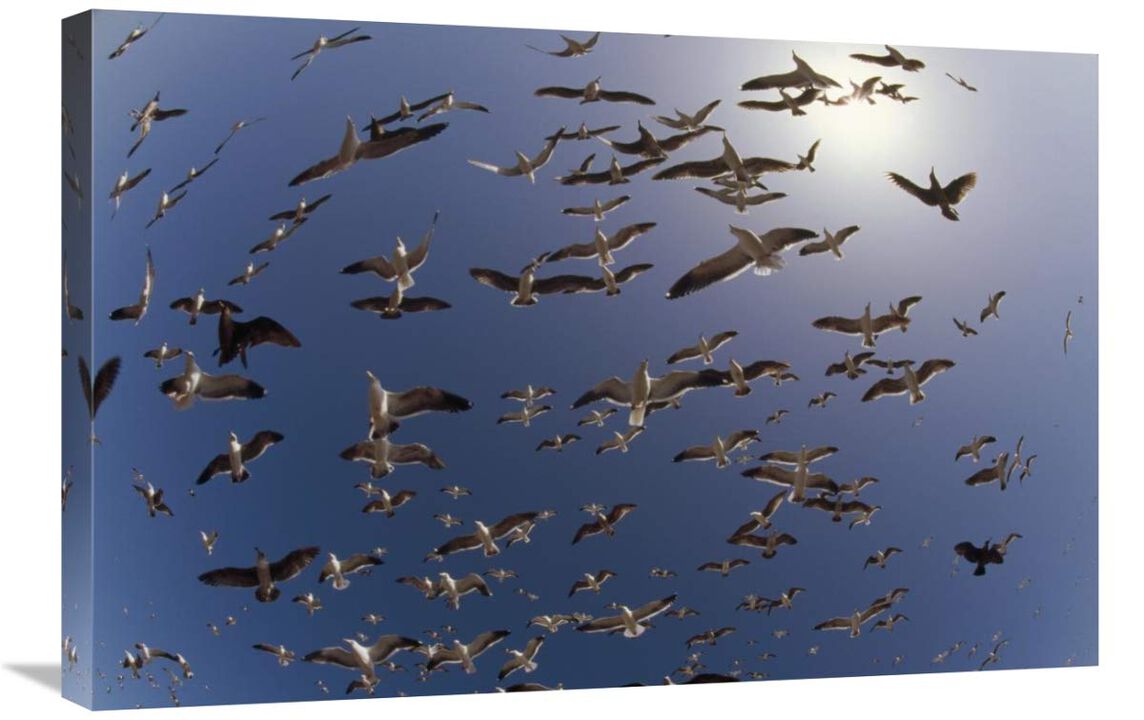 Western Gulls flying, North America-Canvas Art-30x20