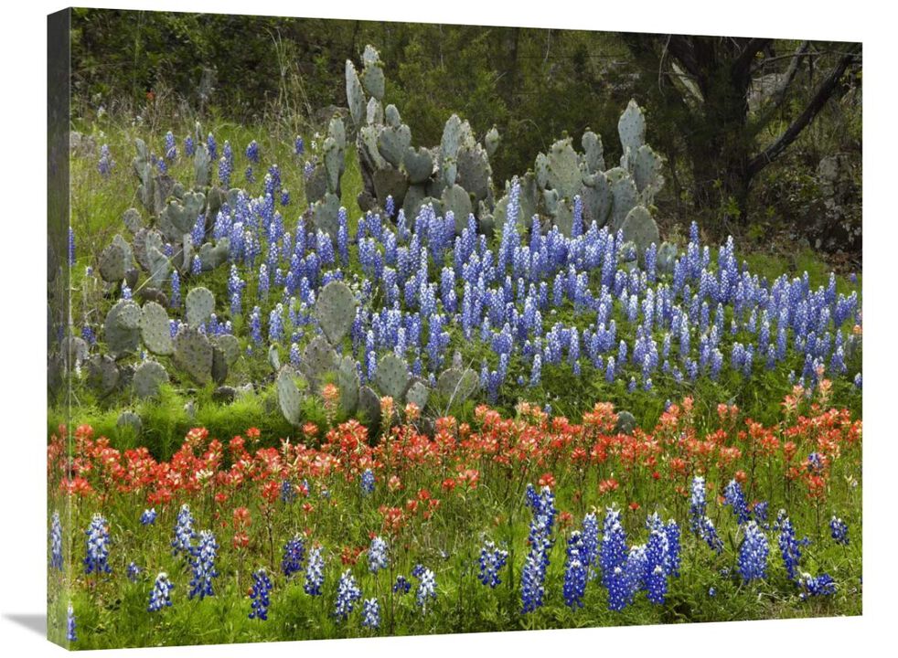 Bluebonnet and Pricky Pear cactus, Texas-Canvas Art-32x24