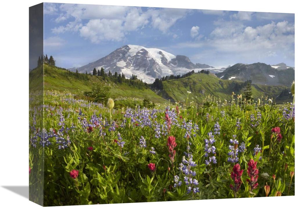 Paradise Meadow and Mount Rainier, Mount Rainier National Park, Washington-Canvas Art-16x12