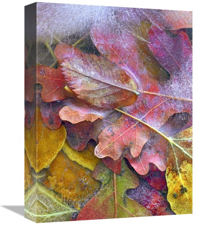 Frozen autumn leaves, North America-Canvas Art-12x16