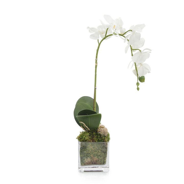 Mossy Phals