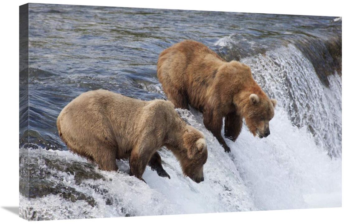 Grizzly Bear males waiting for salmon at Brooks Falls, Katmai National Park, Alaska-Canvas Art-30x20