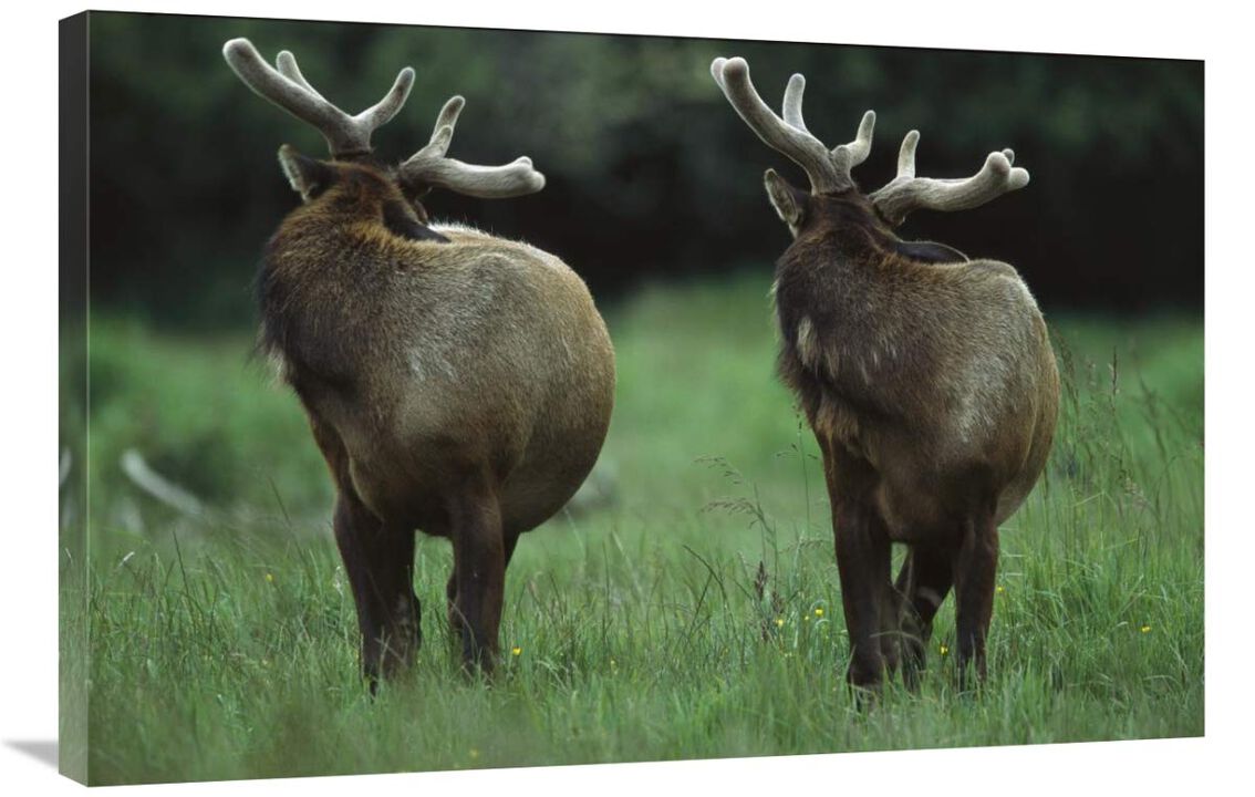 Elk pair looking behind them, Redwood National Park, California-Canvas Art-36x24