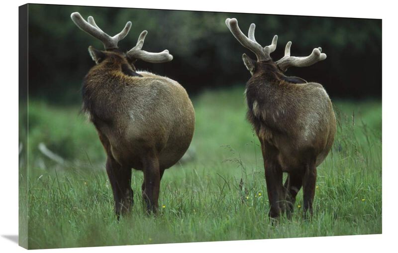 Elk pair looking behind them, Redwood National Park, California-Canvas Art-36x24