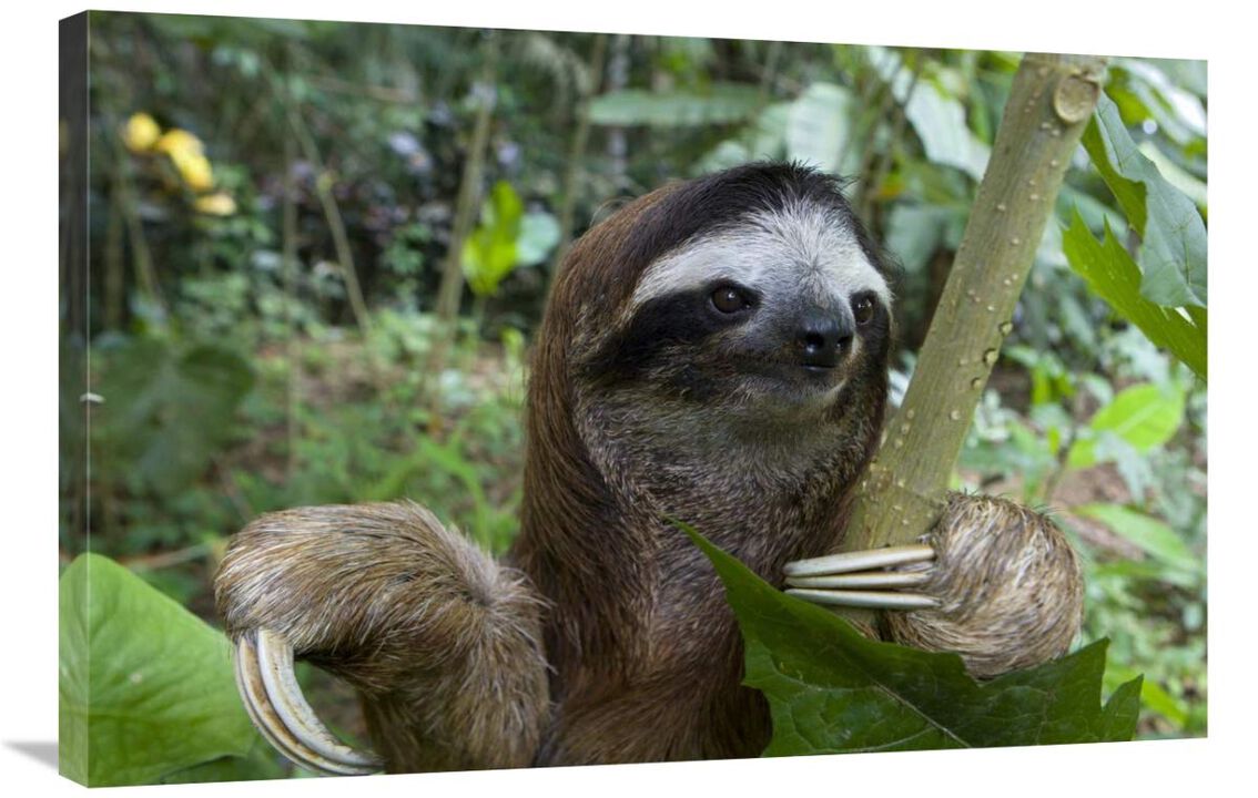 Brown-throated Three-toed Sloth male, Aviarios Sloth Sanctuary, Costa Rica-Canvas Art-36x24