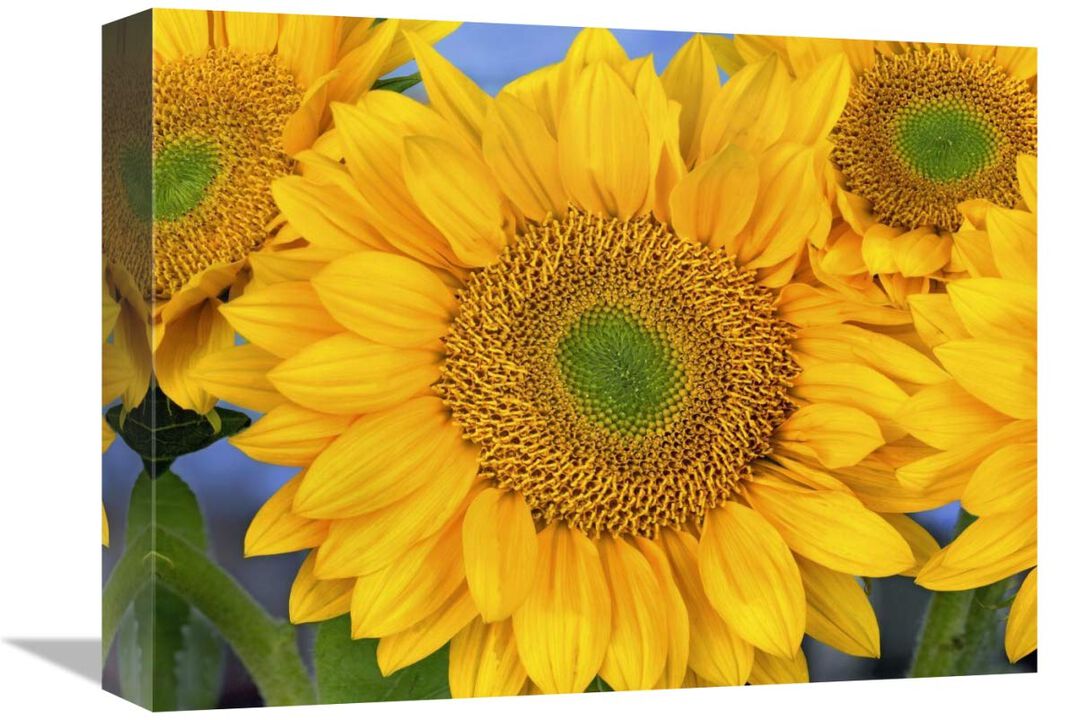 Common Sunflower group showing symmetrical seed heads, North America-Canvas Art-16x12