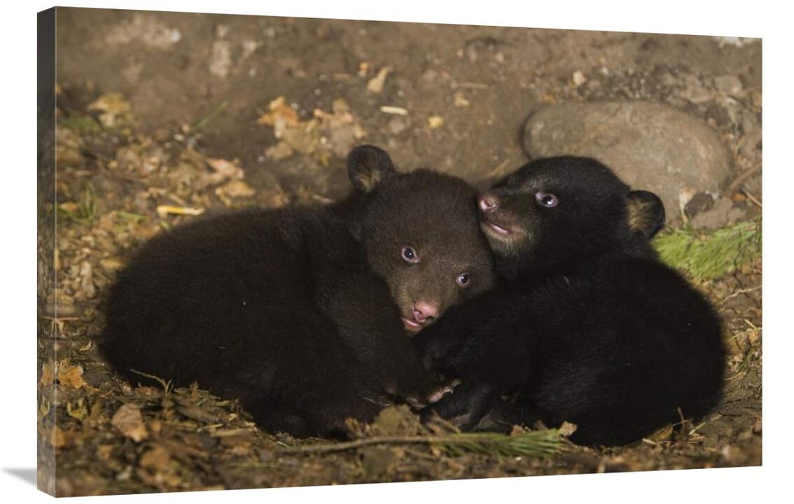 Black Bear 7 week old cubs playing in den. One cub shows brown color phase while the other shows black color phase-Canvas Art-36x24