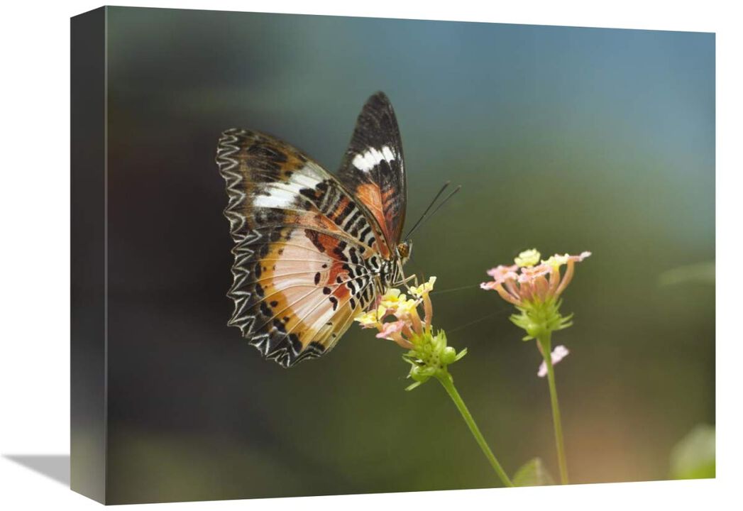Nymphalid Butterfly feeding on flower nectar, native to Asia-Canvas Art-16x12