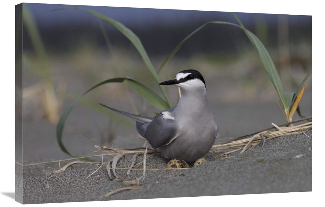 Aleutian Tern on ground nest with single egg, Yakutat, Alaska-Canvas Art-36x24