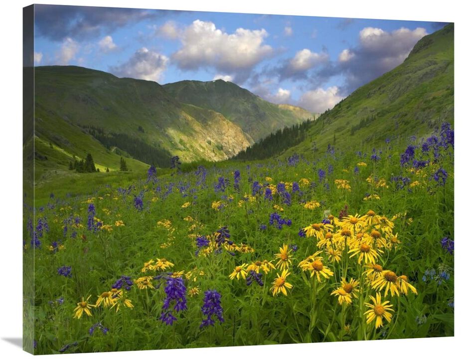 Orange Sneezeweed and Delphinium in American Basin, Colorado-Canvas Art-35x28