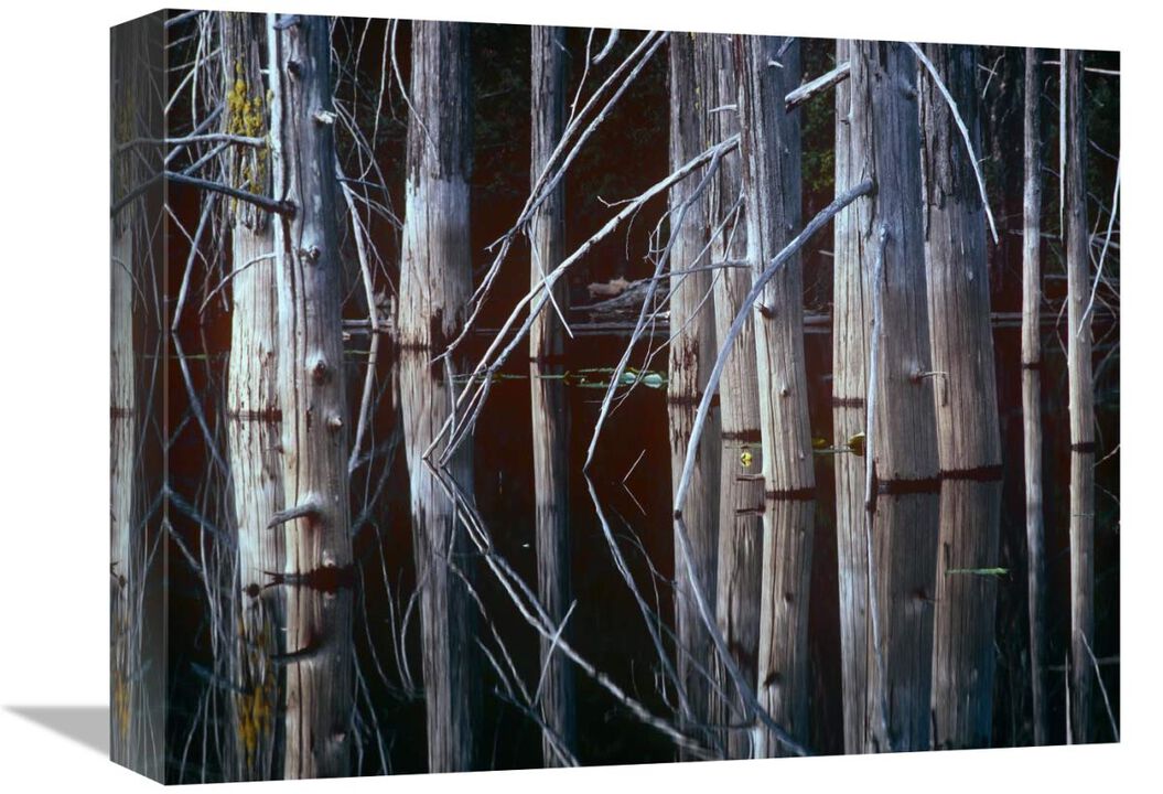 Western Red Cedar trees, Oliphant Lake, British Columbia, Canada-Canvas Art-16x12