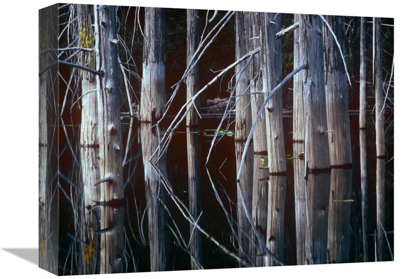 Western Red Cedar trees, Oliphant Lake, British Columbia, Canada-Canvas Art-16x12