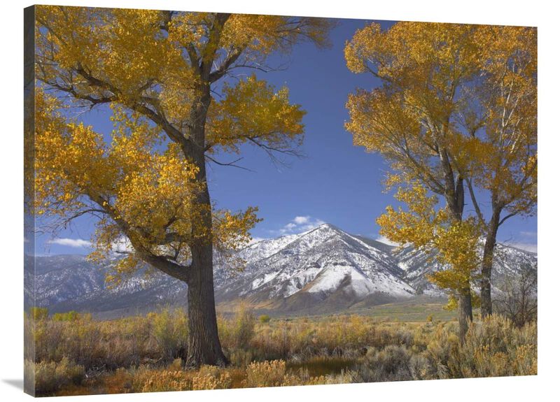 Cottonwood trees, fall foliage, Carson Valley, Nevada-Canvas Art-40x30