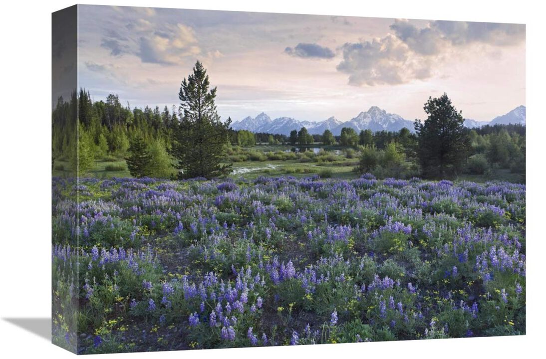 Lupine meadow, Grand Teton National Park, Wyoming-Canvas Art-16x12