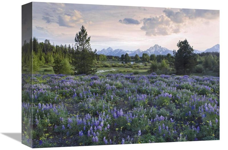 Lupine meadow, Grand Teton National Park, Wyoming-Canvas Art-16x12