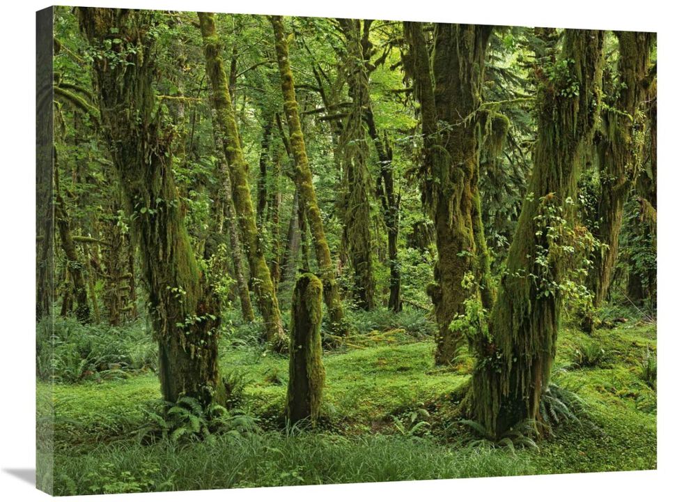 Hoh Rainforest, Olympic National Park, Washington-Canvas Art-32x24
